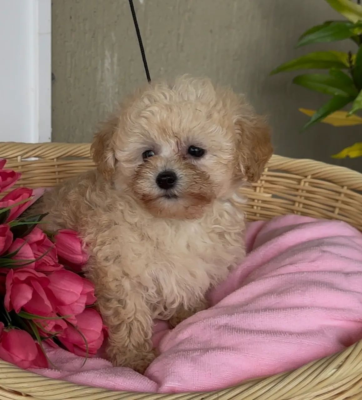 Macho poodle abricot 