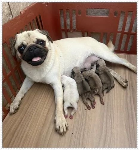 Pug com Pedigree. Macho e Fêmea.