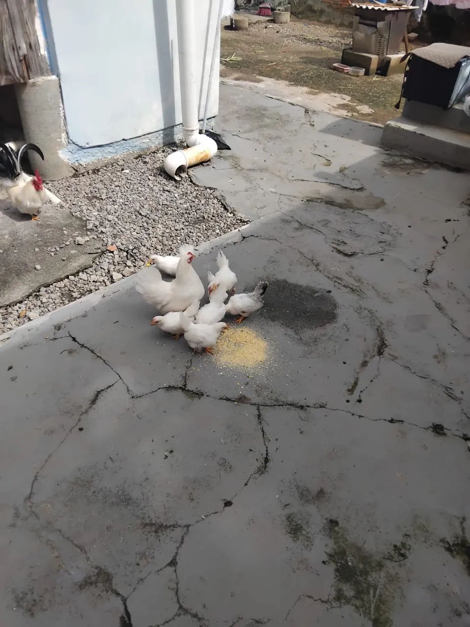 7 pintinhos de Mini garnizé