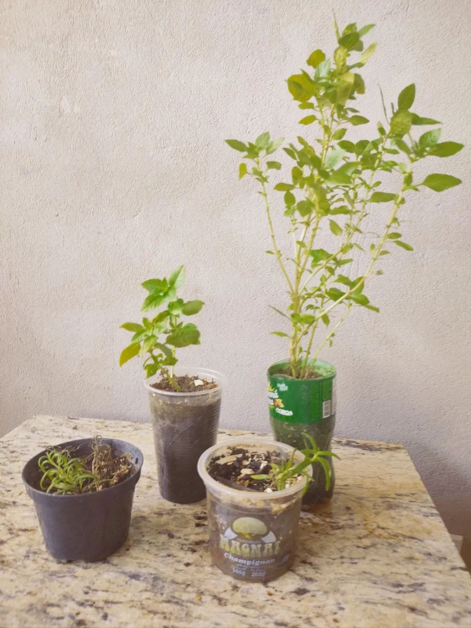 VENDA DE MUDAS - MORANGO & TEMPEROS - Foto 4