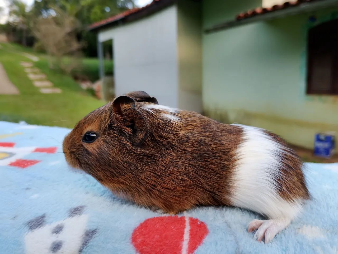 Porquinho da índia inglês  - Foto 3