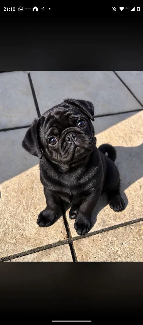 Pug 