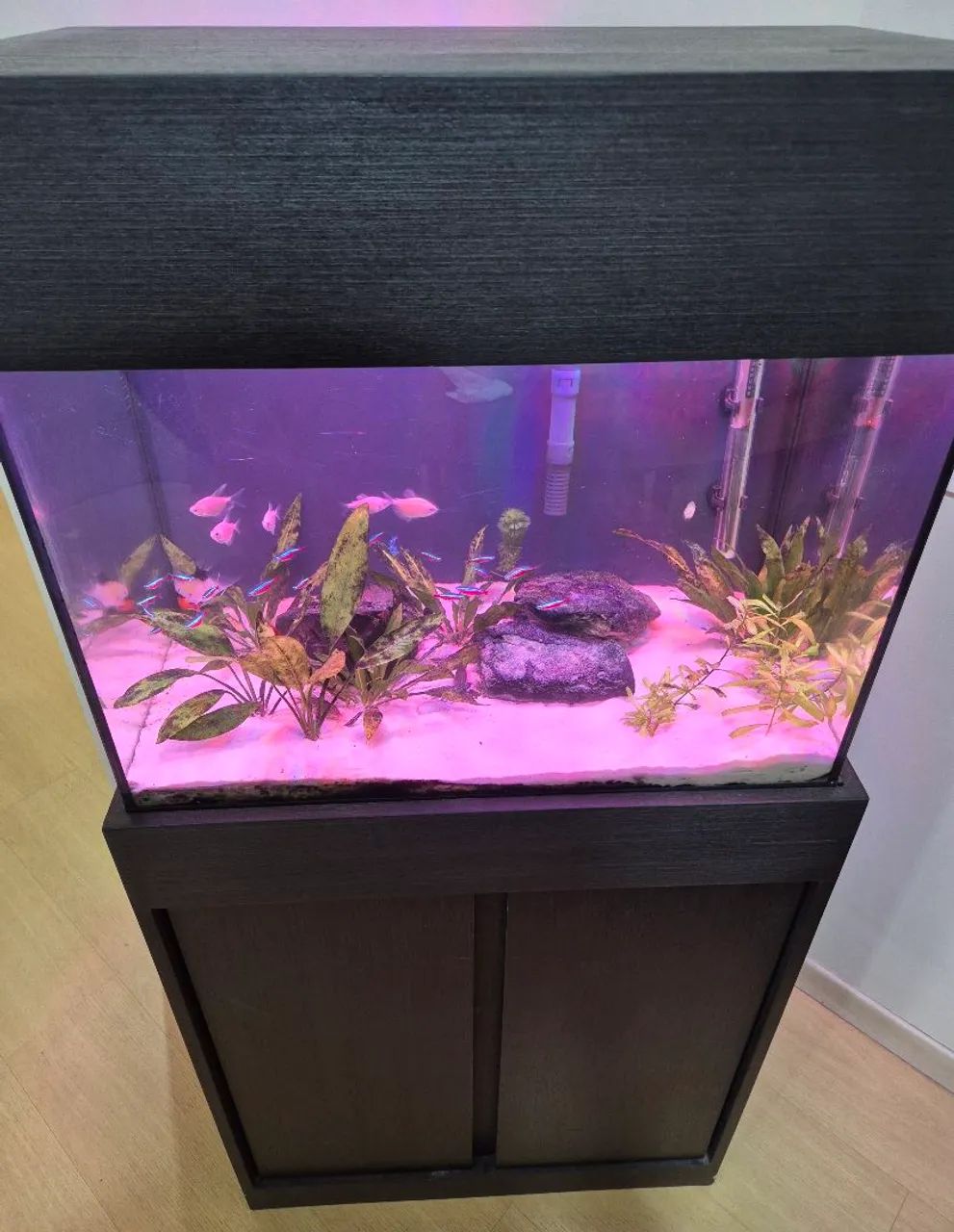 Aquário Amazônico - Foto 2