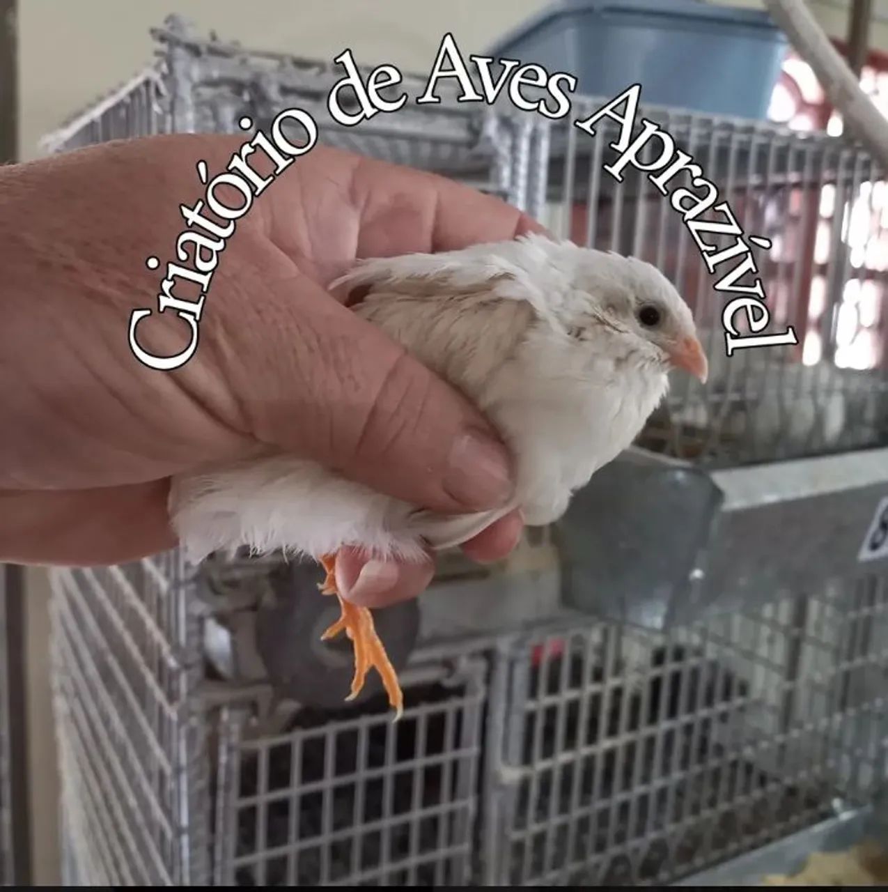 18 Ovos de codornas chinesinha para incubação  - Foto 3