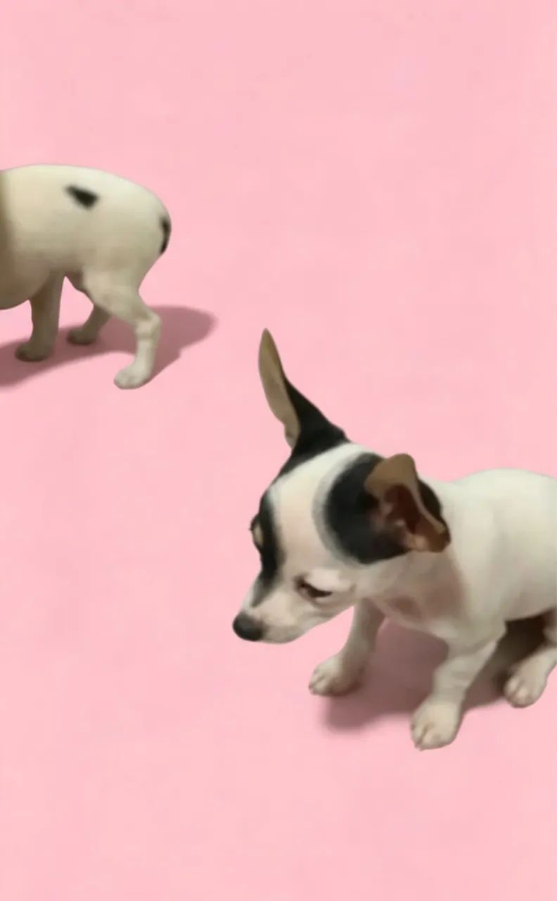 Pinscher lindos demais 