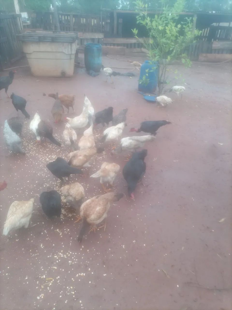 Galinha - Foto 5