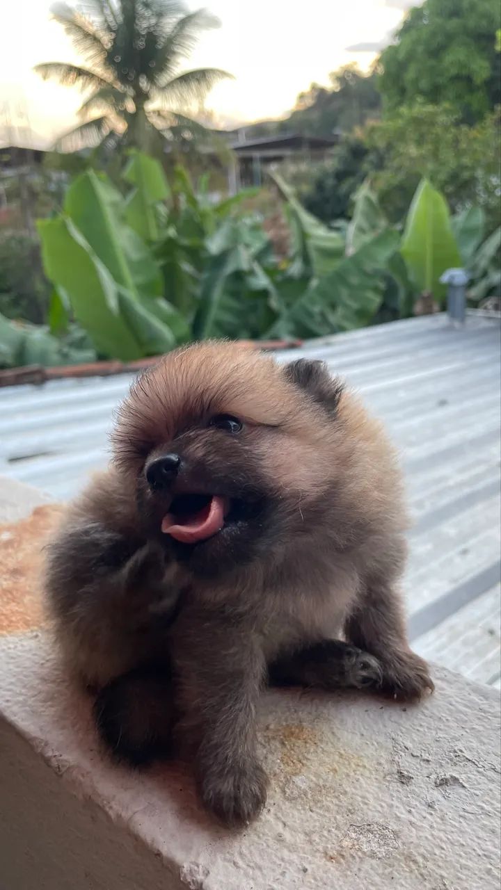 Lulu da pomeranea