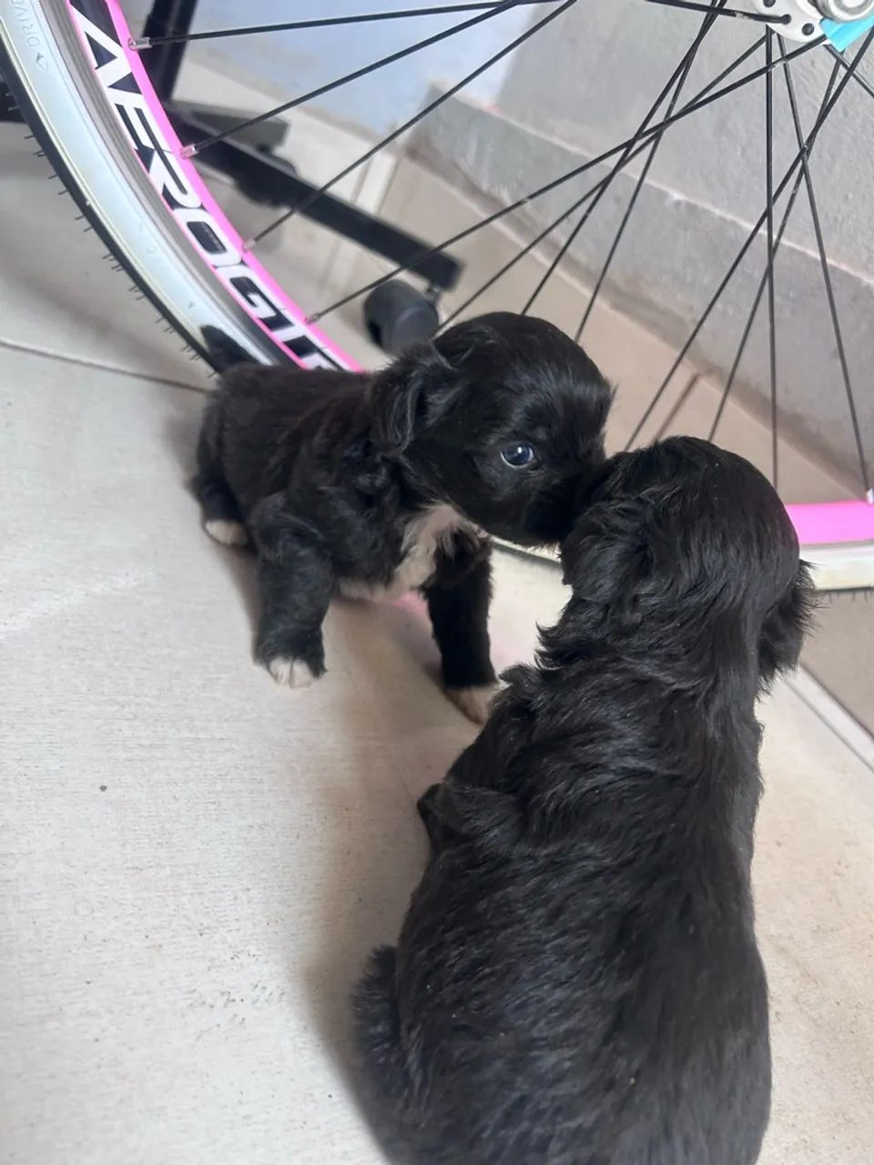 Cachorro  - Foto 4
