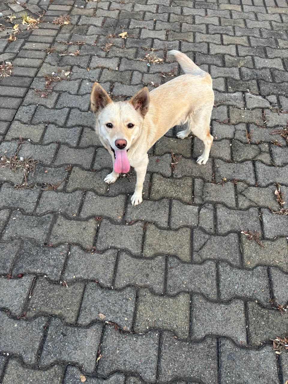 Adoção Cachorrinha - Foto 2