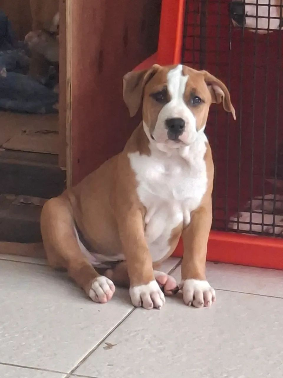 Pitbulls puros 