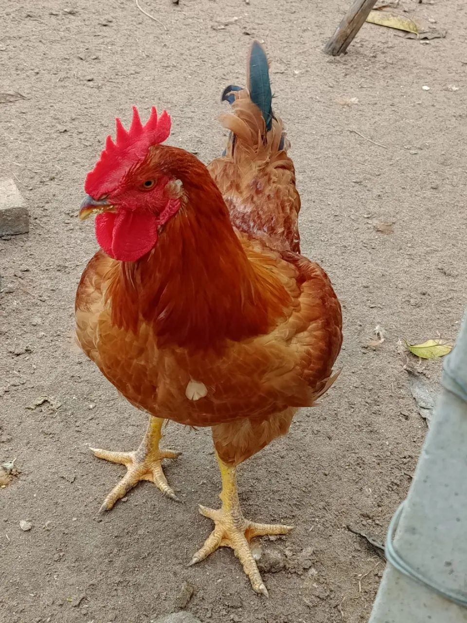 Galo / frango 90 dias