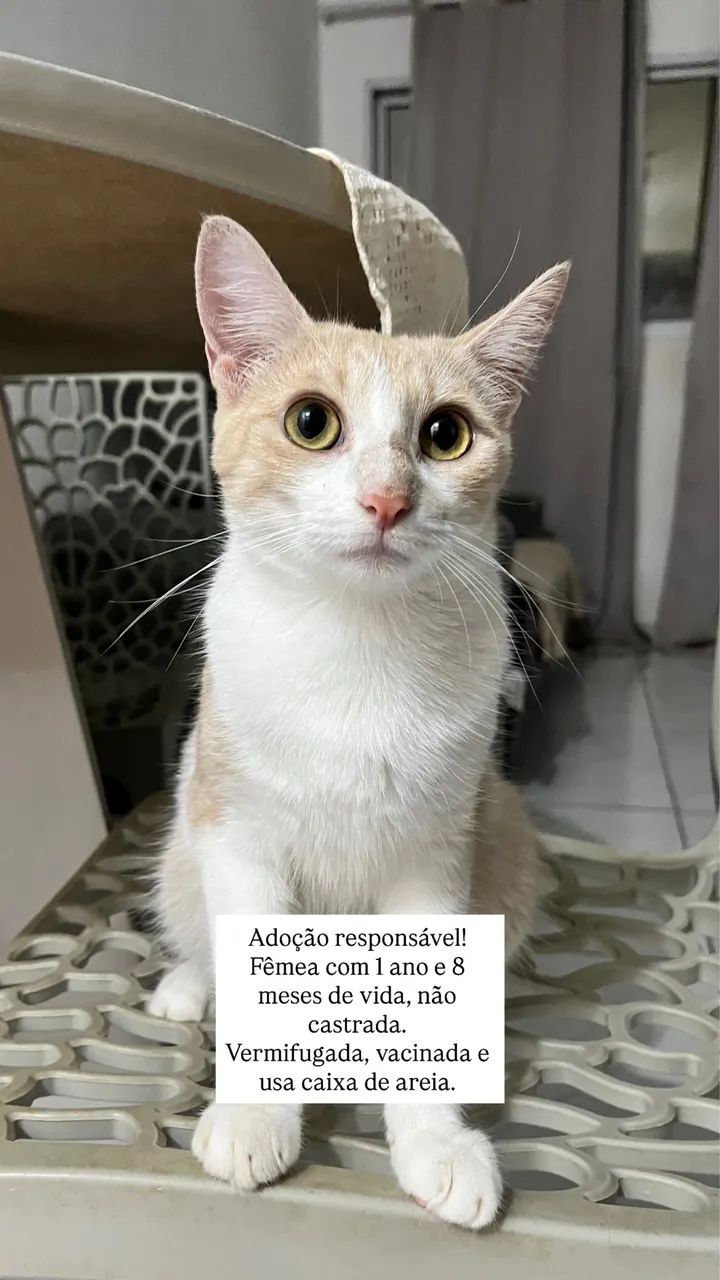 Felinos para adoção  - Foto 2