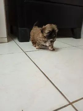 Shitzu macho micro - Foto 4