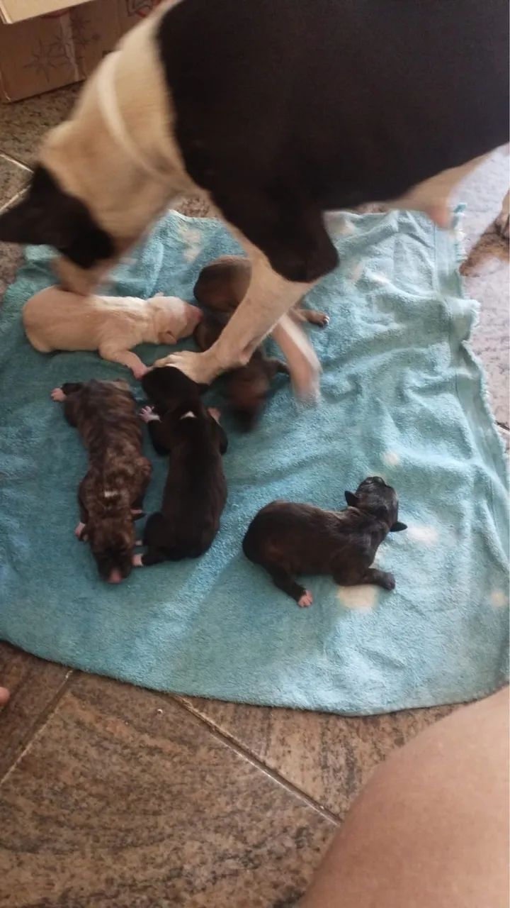 Cachorros - Foto 4