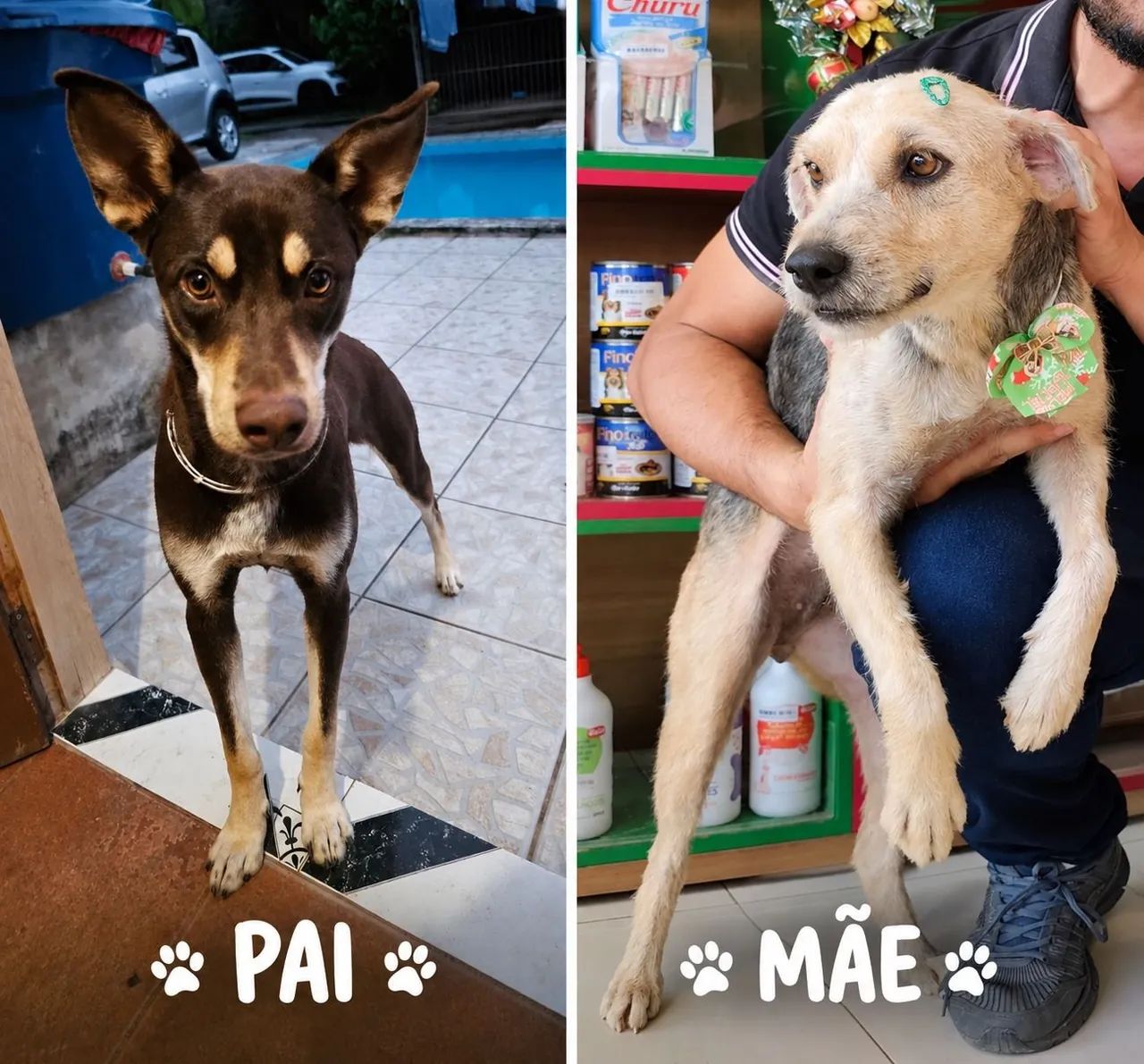 Cachorros filhotes para doar - Foto 4