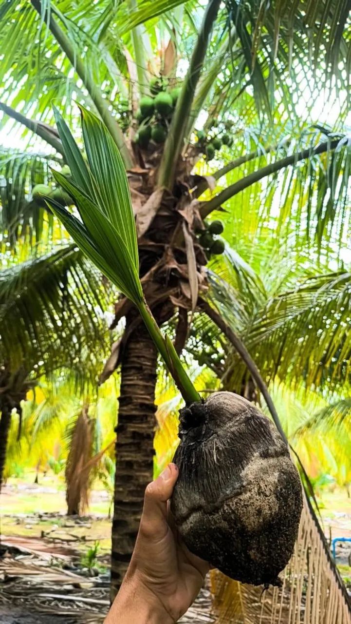 Vendo mudas frutíferas 