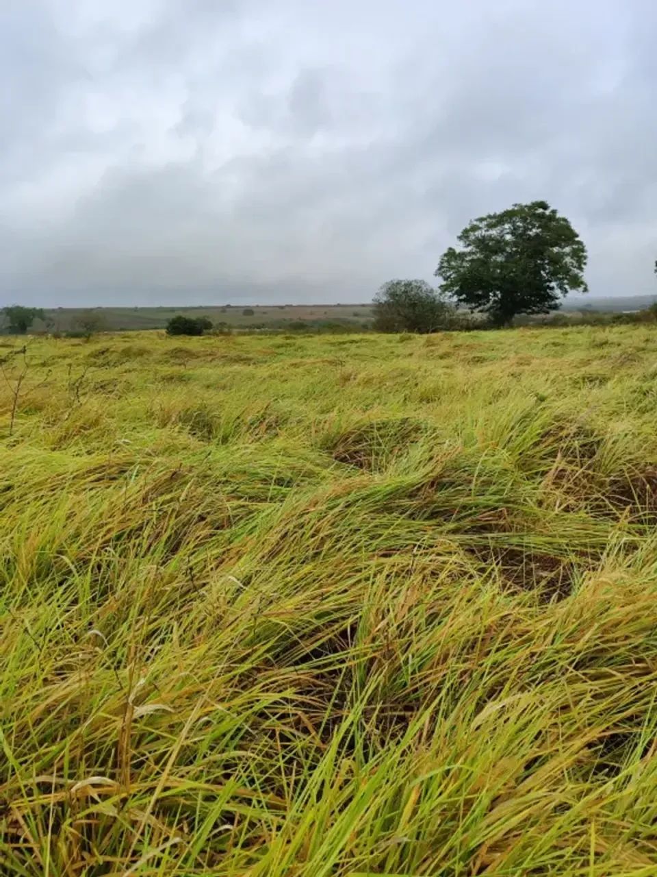 Granja com 20 hectares em comum município de Monte Alegre - Foto 4