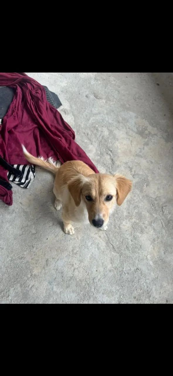 Doação de cachorro - Foto 4
