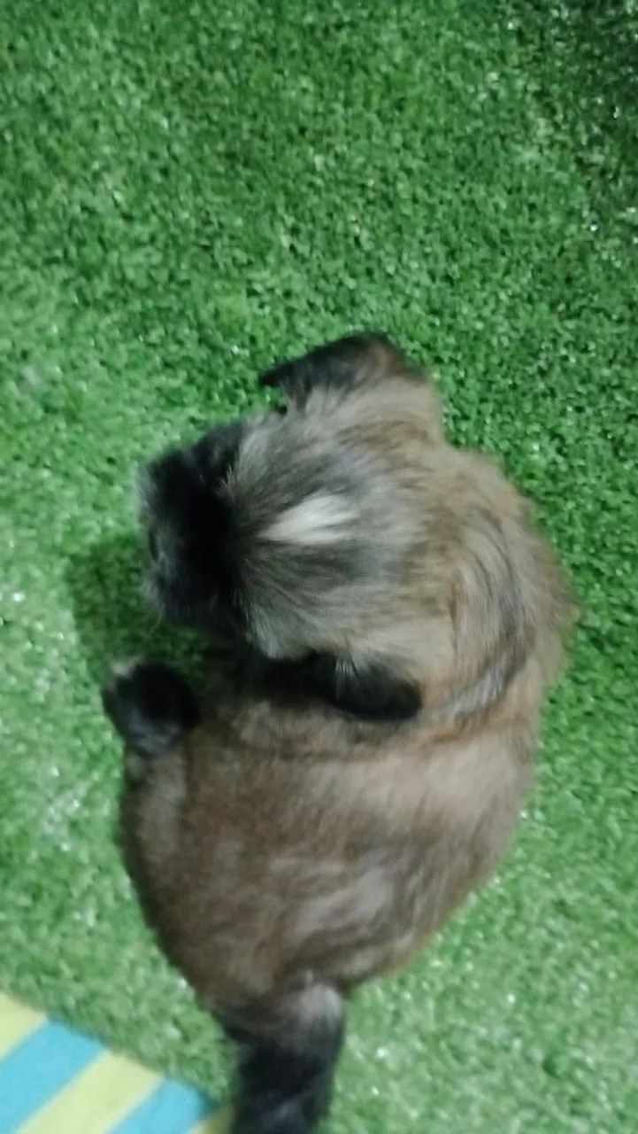  Lindos filhotes de Shitzu  - Foto 2