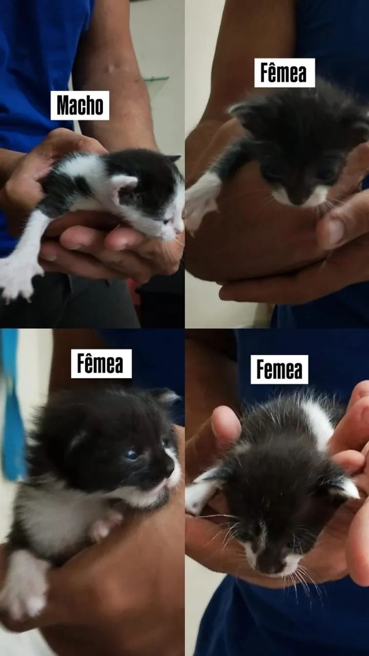 gatos para adoção ! - Foto 2