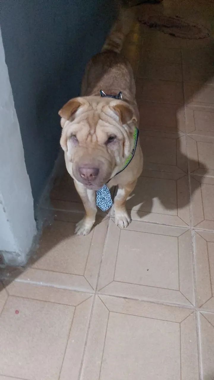 Doação  - Foto 2