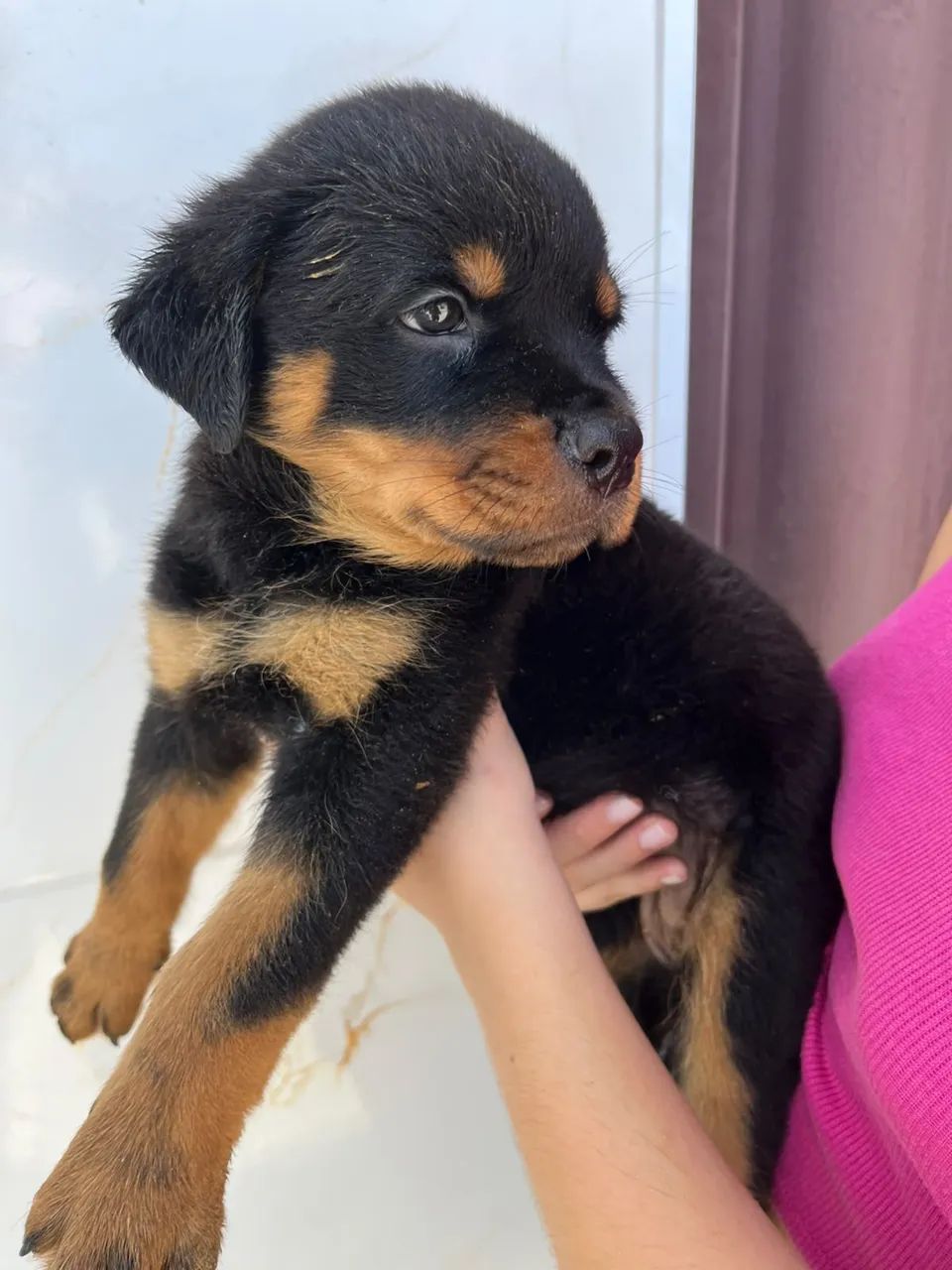 Filhote de Rotweiller - Foto 2
