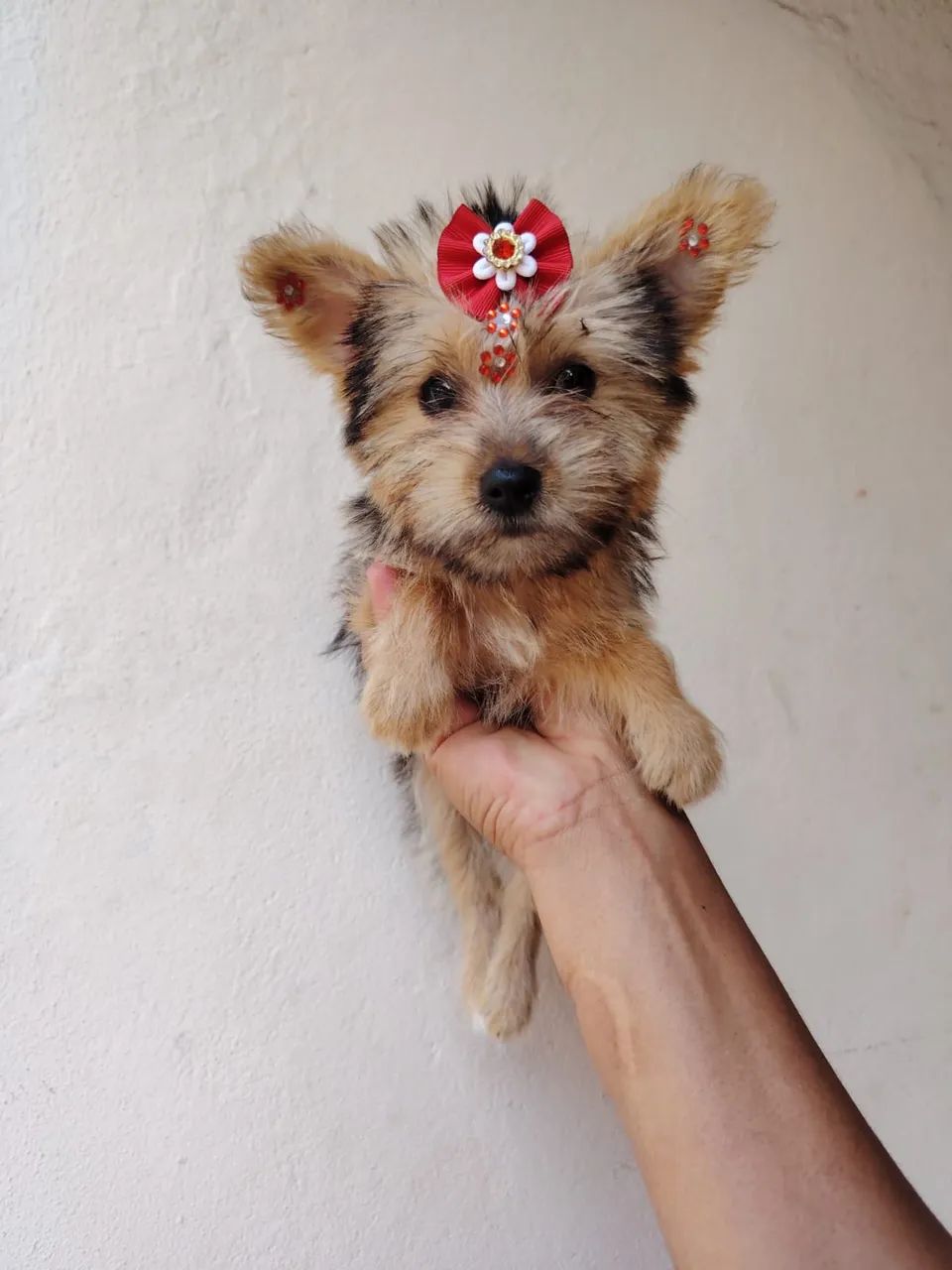Yorkshire terrier  - Foto 3