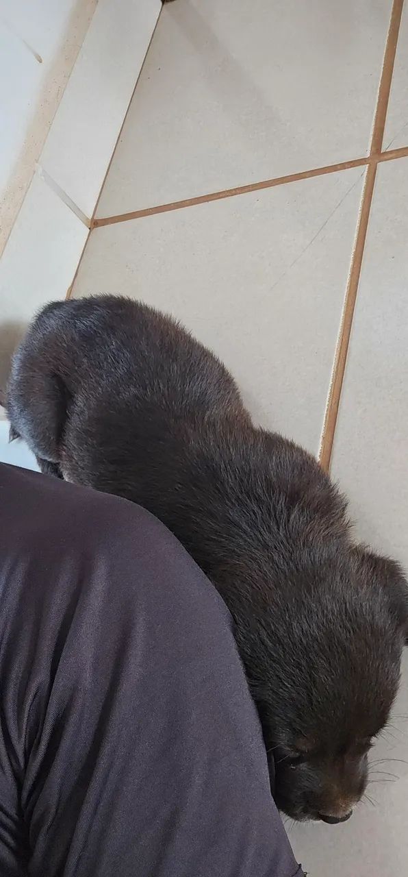 Cachorro  - Foto 2