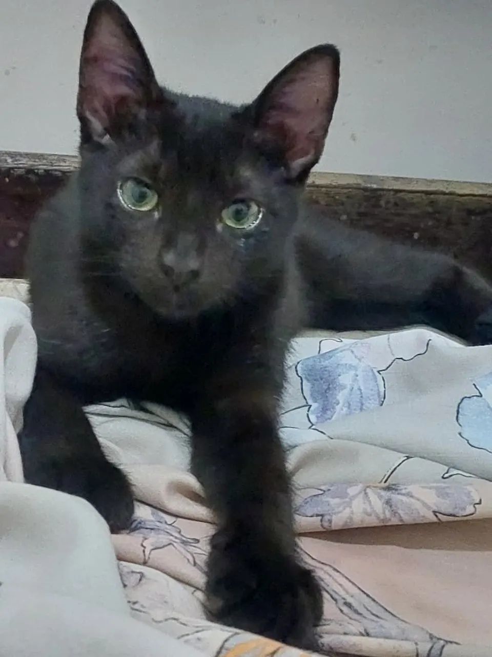 Gatinha muito dócil está a procura de um lar 