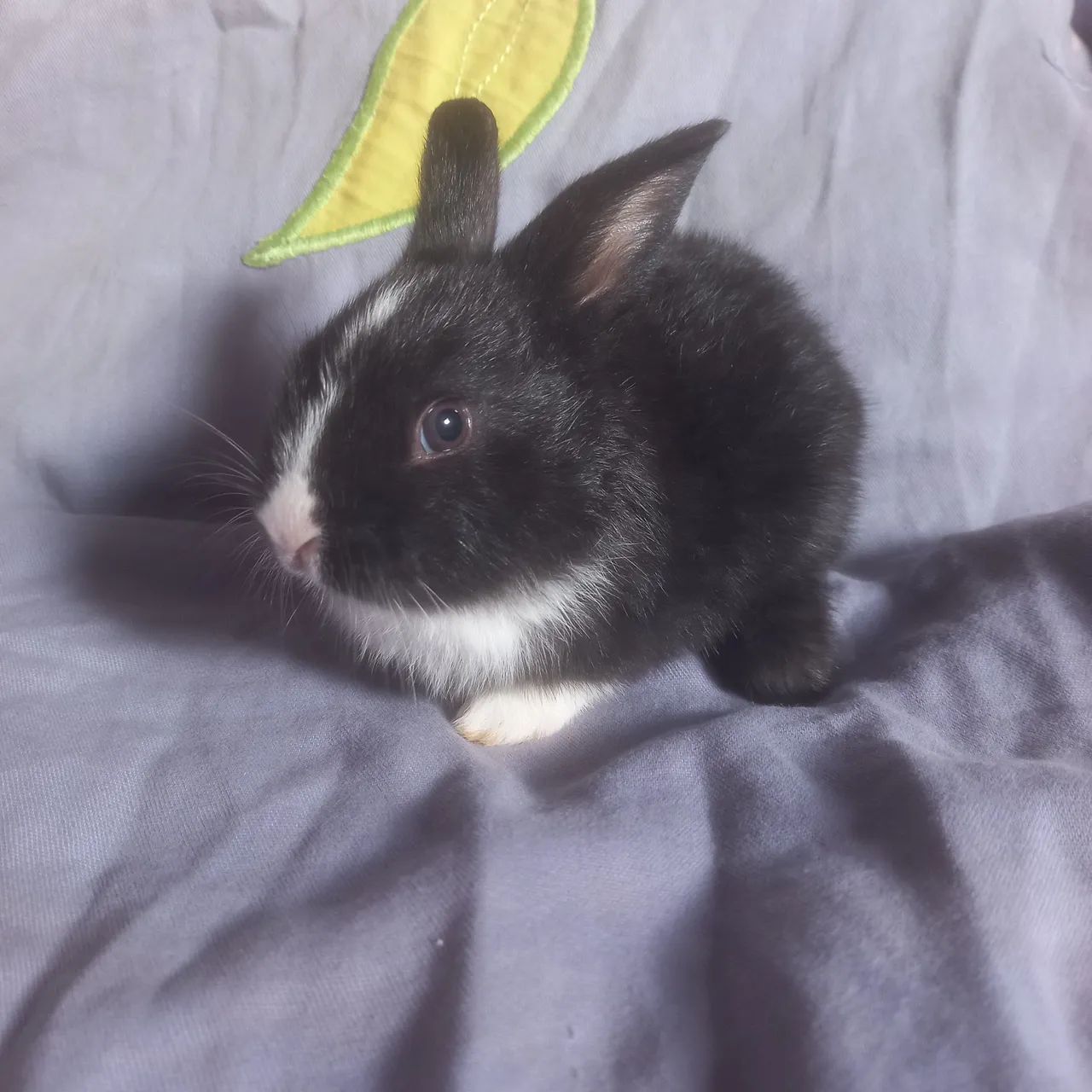 Filhote de coelho - Foto 2