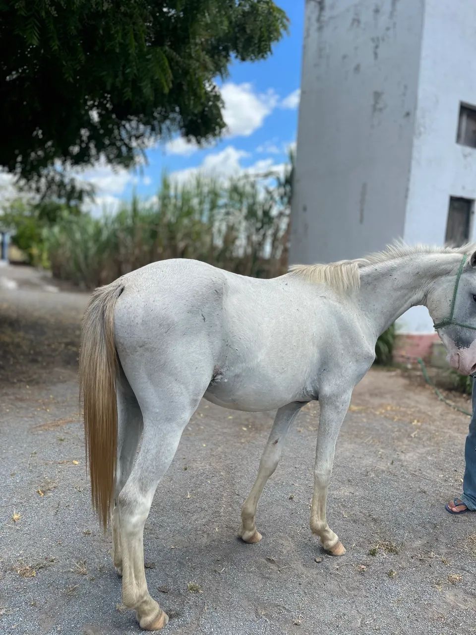 Potro macho - Foto 2