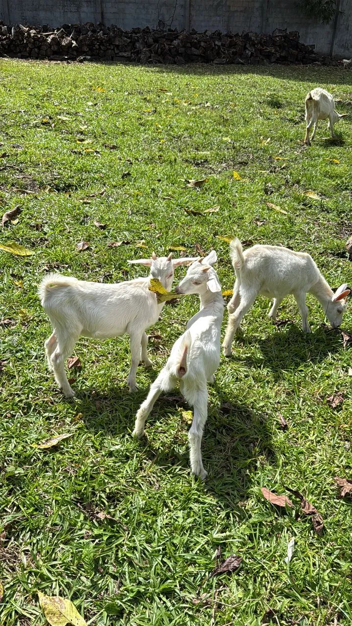 Cabritas de raça leiteira 