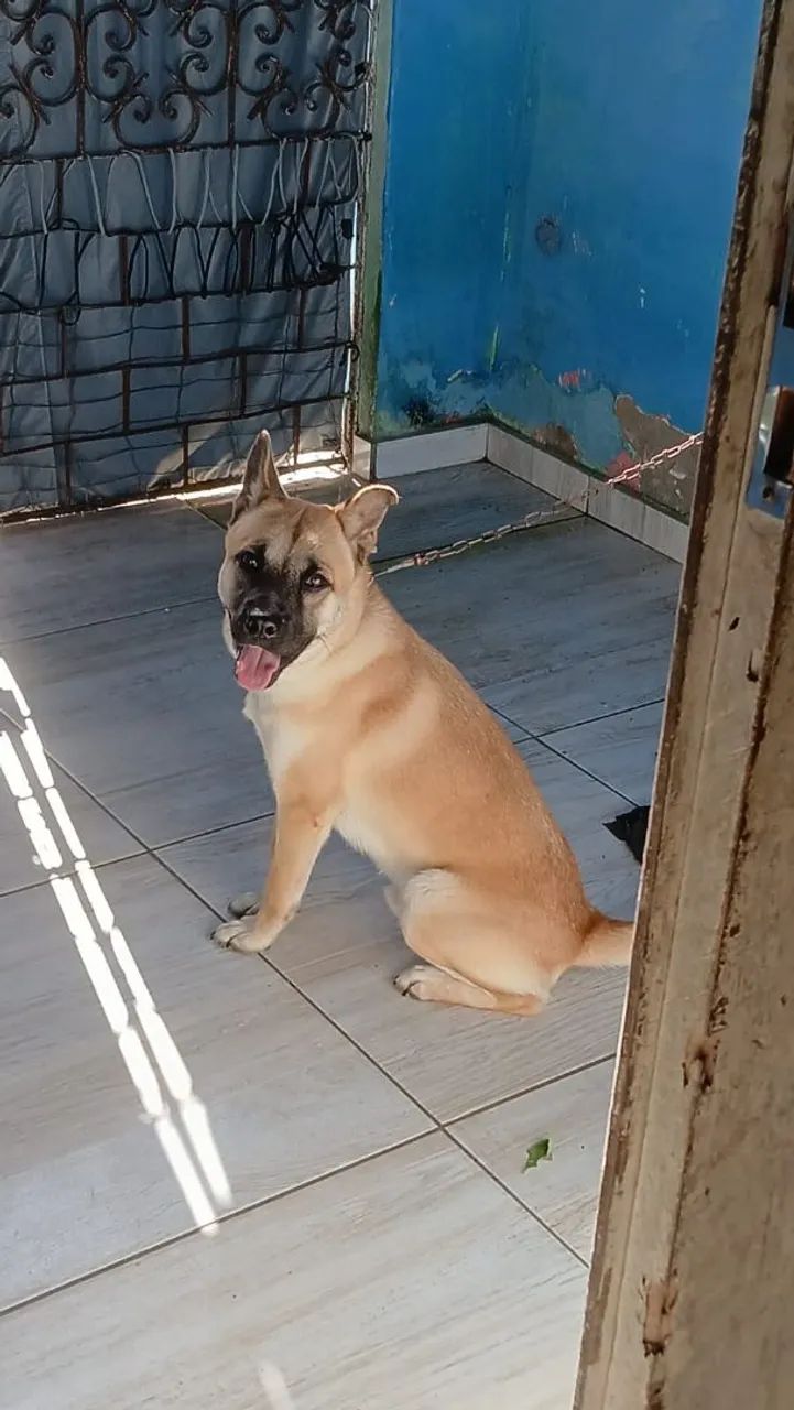 Doação de cachorro ? 