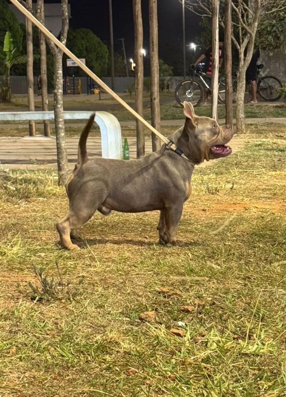 American Bully  - Foto 5