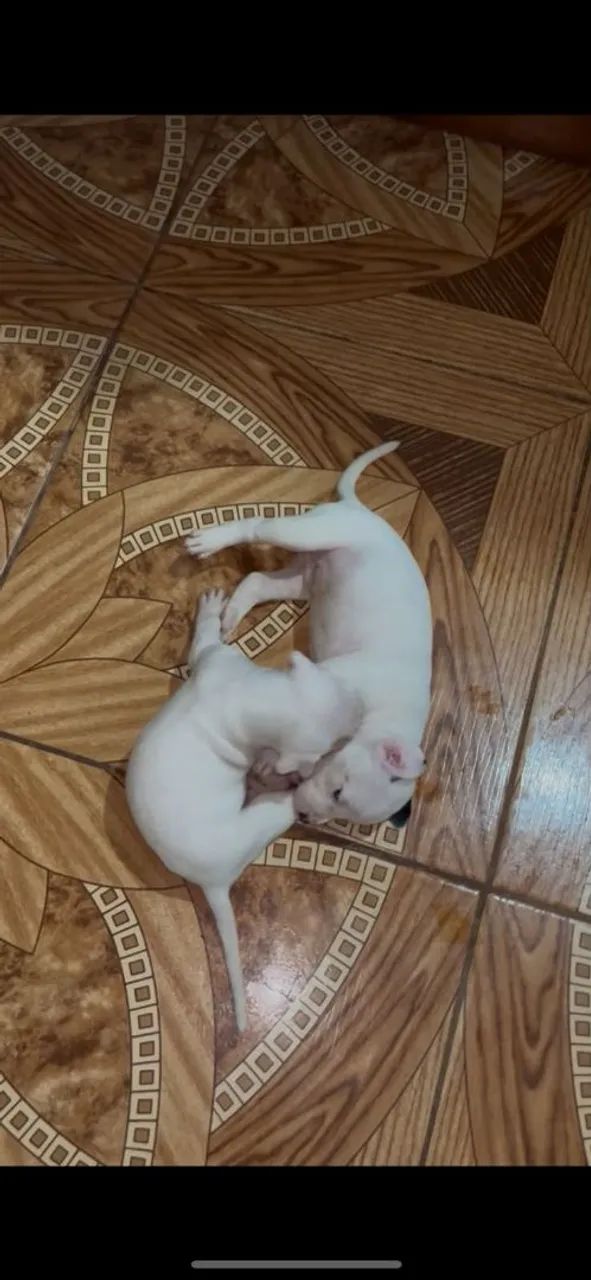 Filhote de pit bull