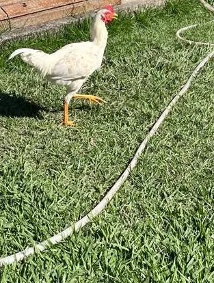Frango novo