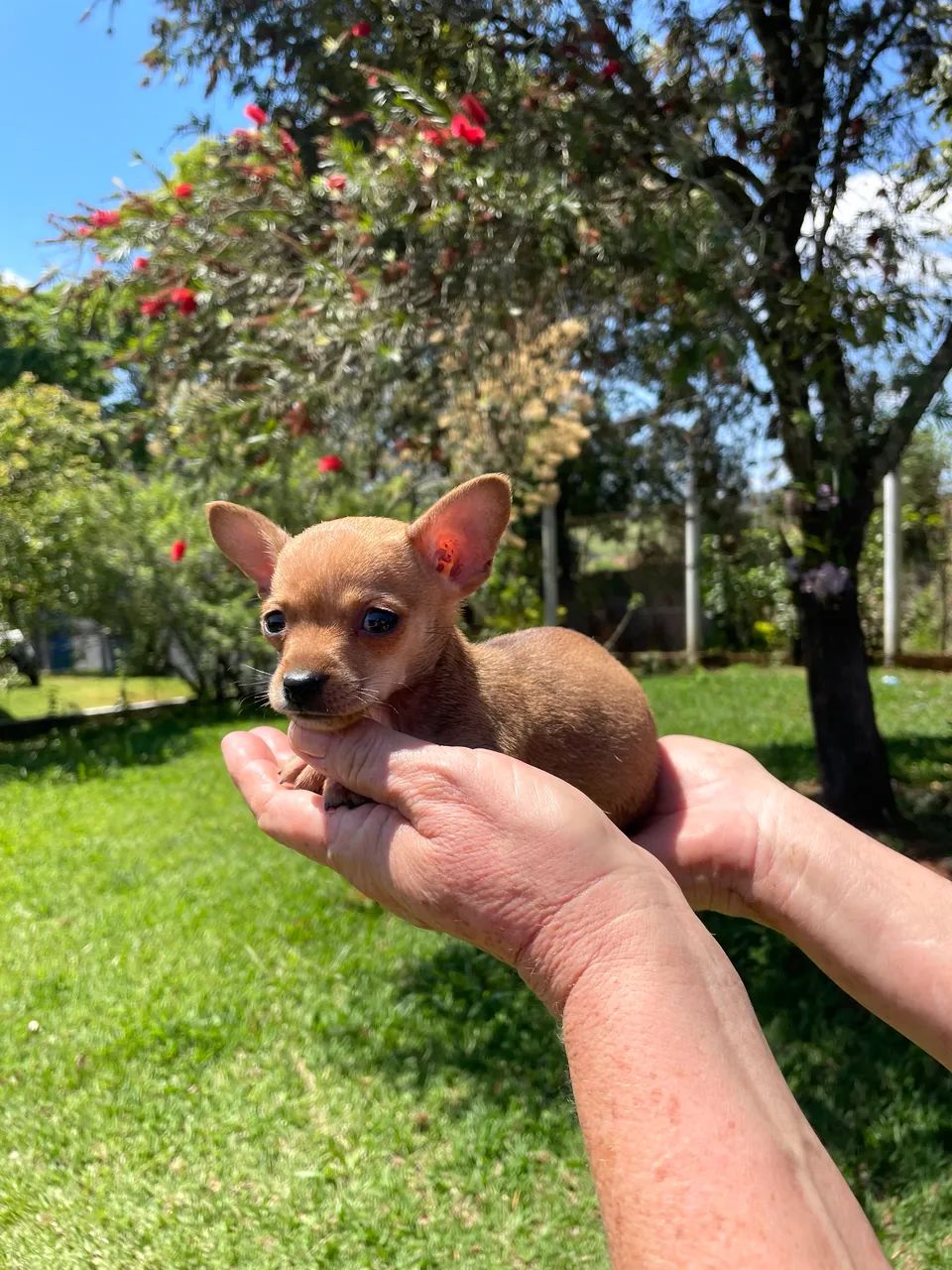 Mini pinscher macho  - Foto 3