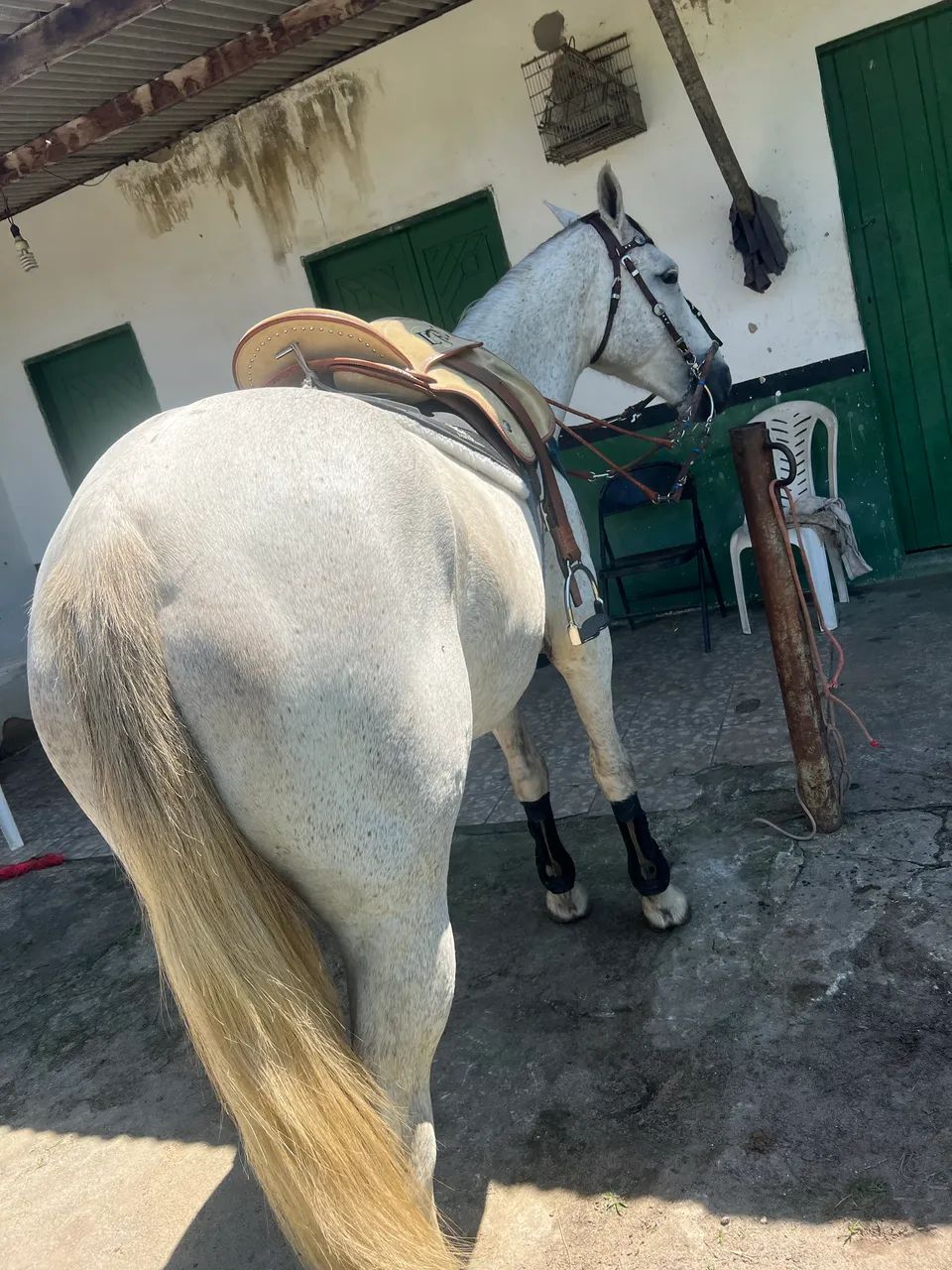 Animais para agropecuária  - Foto 2