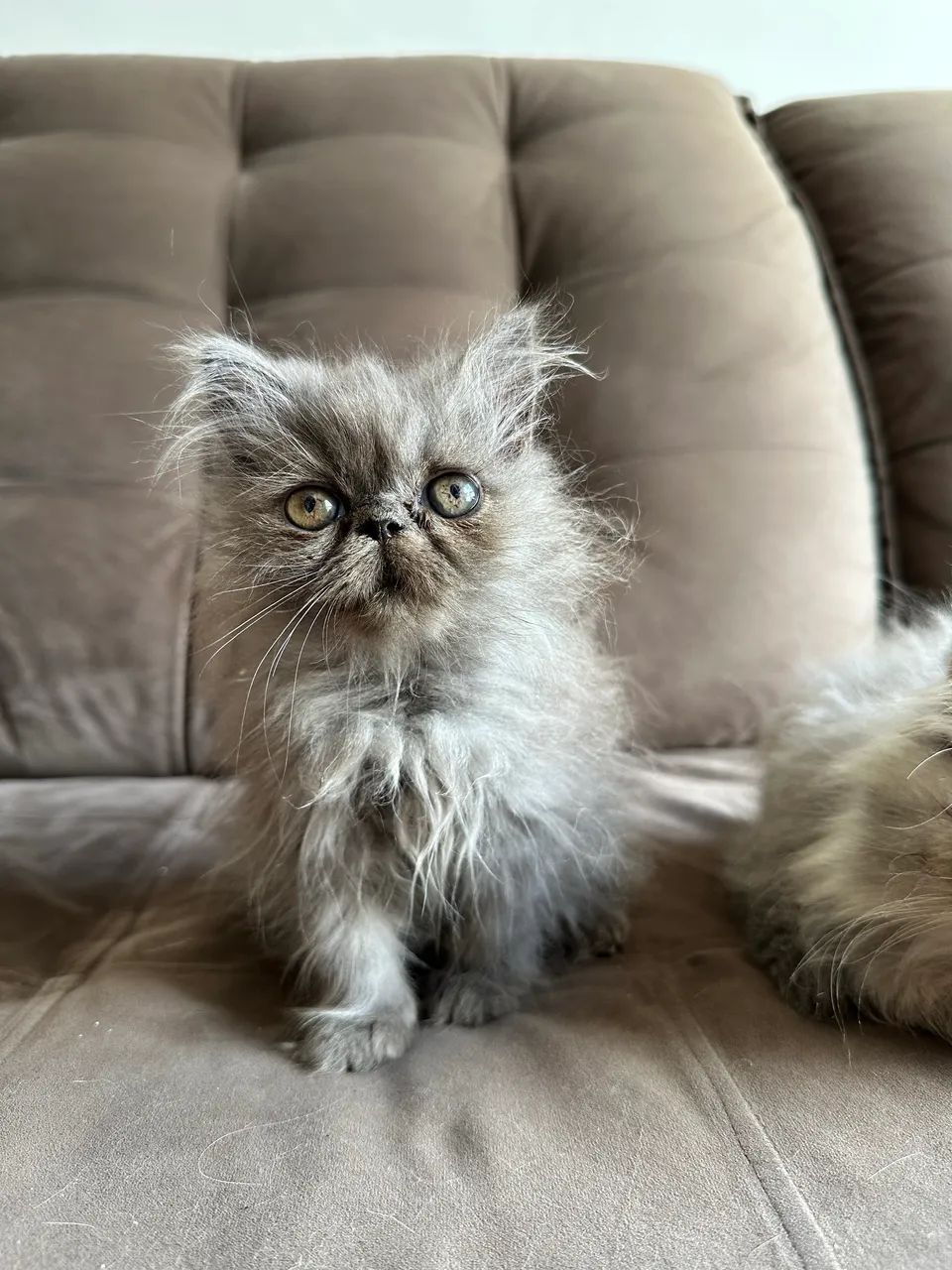 Gato Persa Fêmea  - Foto 3