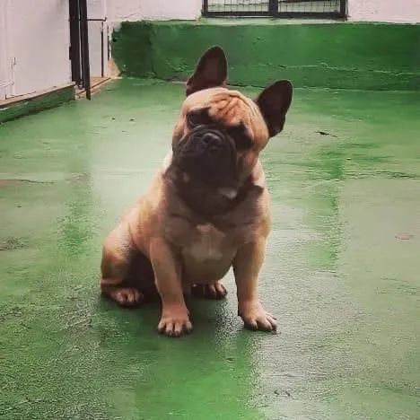 Cruzamento Disponivel