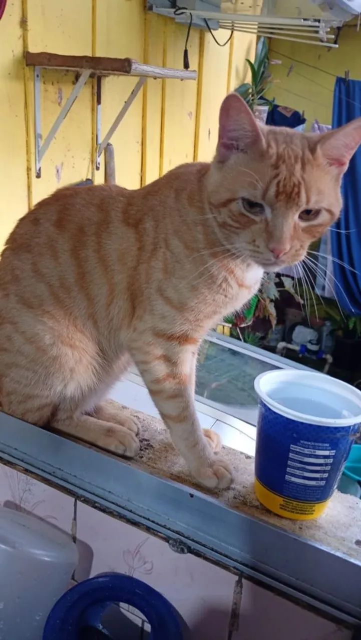 Adote seu pet e faça ele feliz 