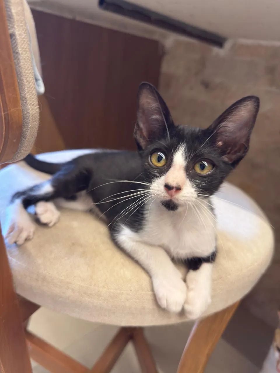 Gata adoção responsável  - Foto 3