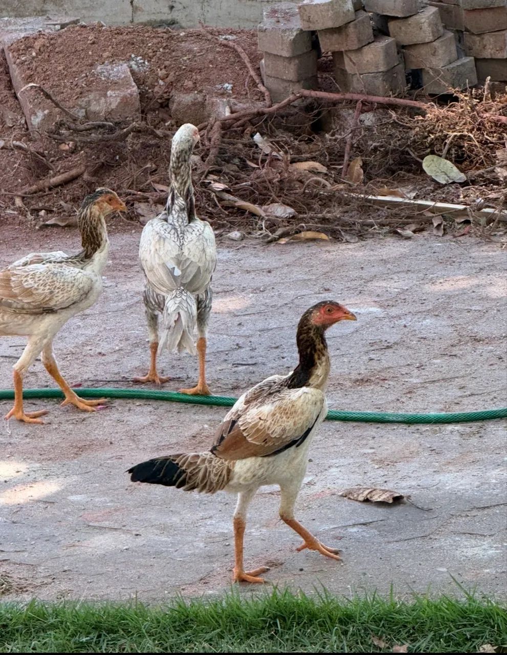 Galinhas Índia  - Foto 2