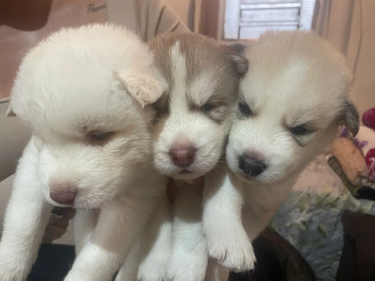 Husky siberiano 1000,00 - Foto 2
