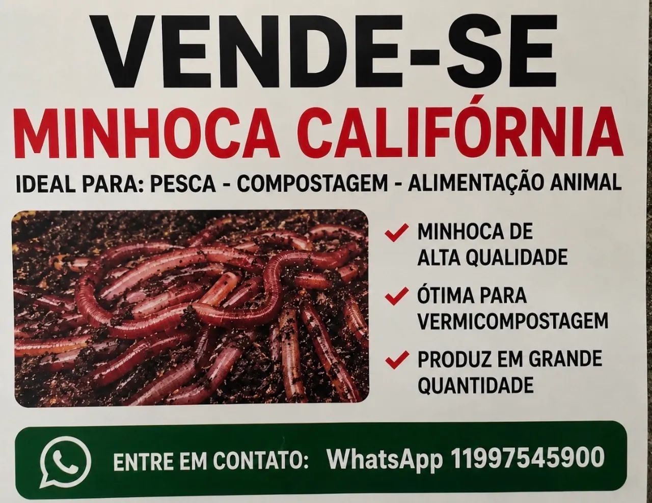Minhoca Califórnia 
