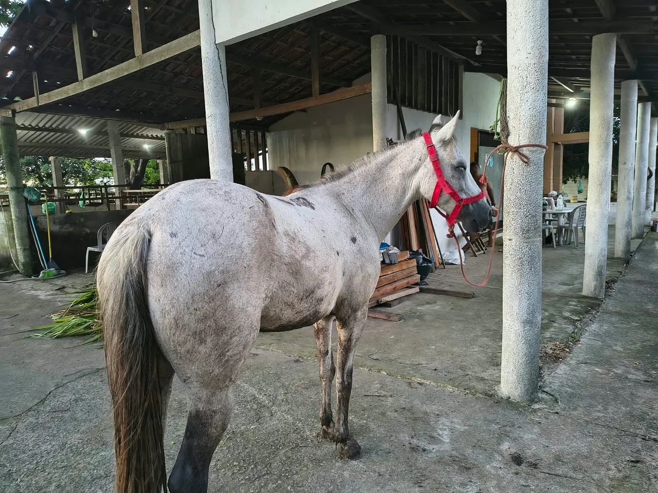 Egua pra vende