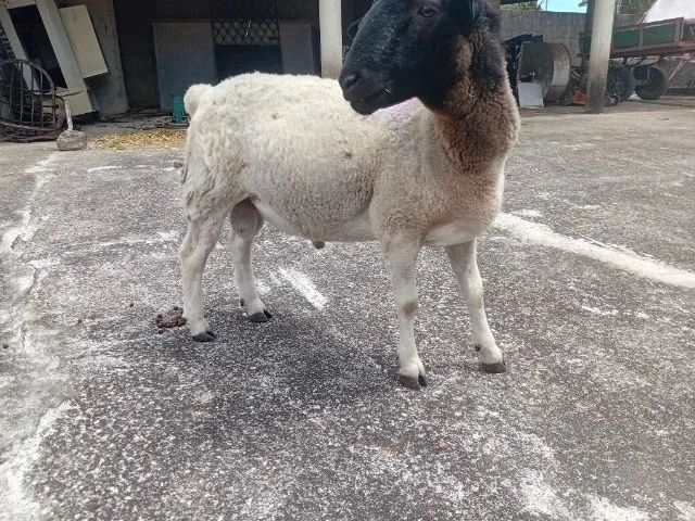 Excelente ovelhas e carneiro  - Foto 2