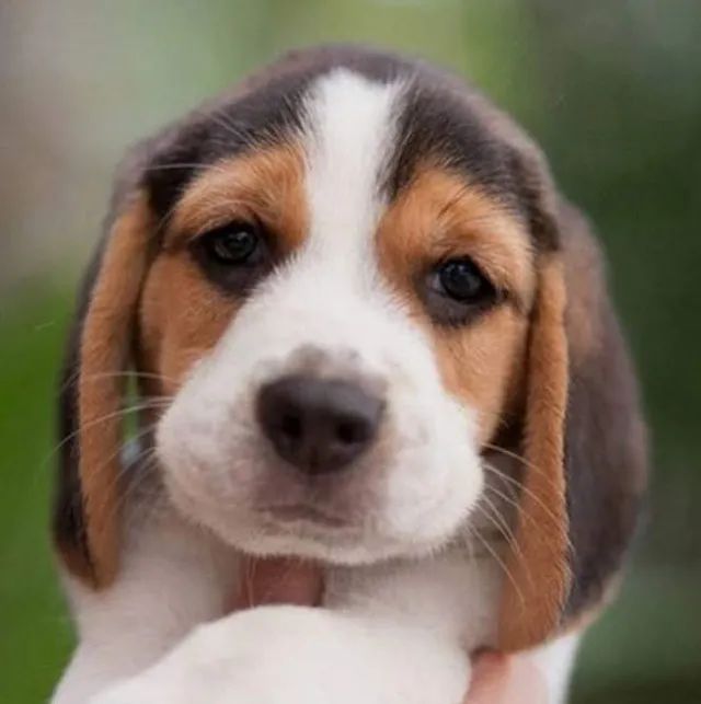 Beagle 13 Polegadas Uma presença que aprende a te amar
