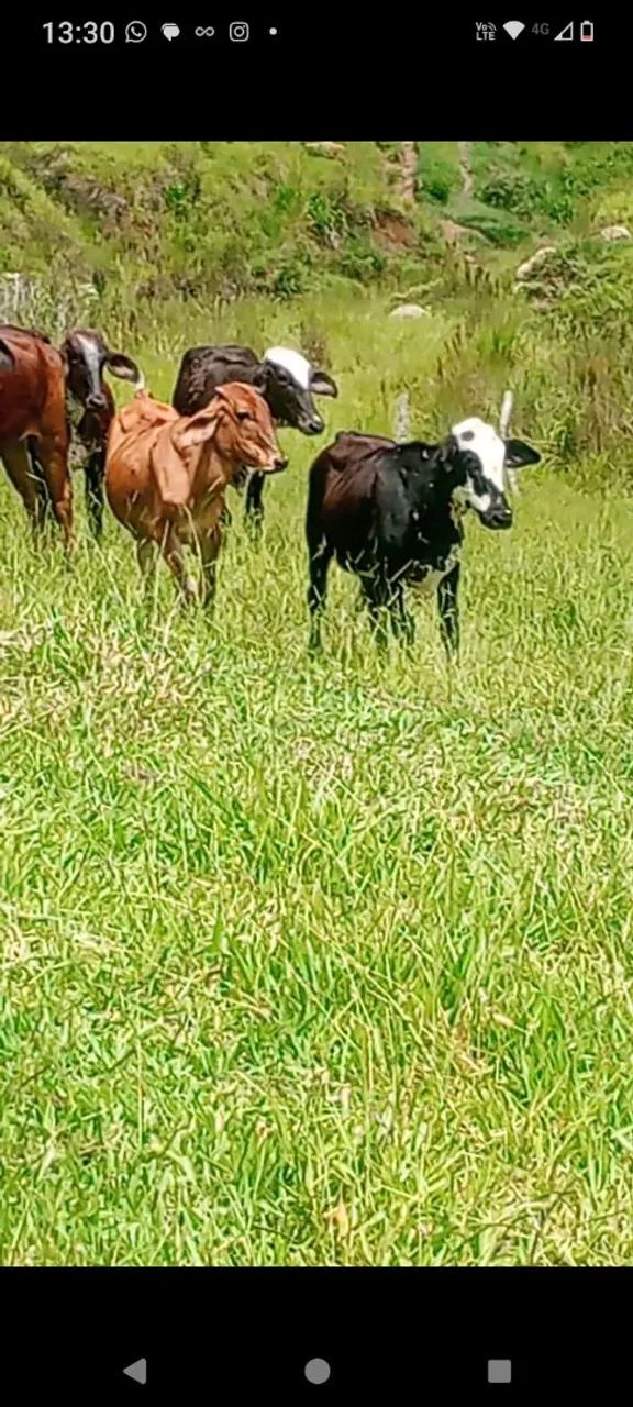 Touro garrote girolando top qualidade leiteiro itamonte mg - Foto 3