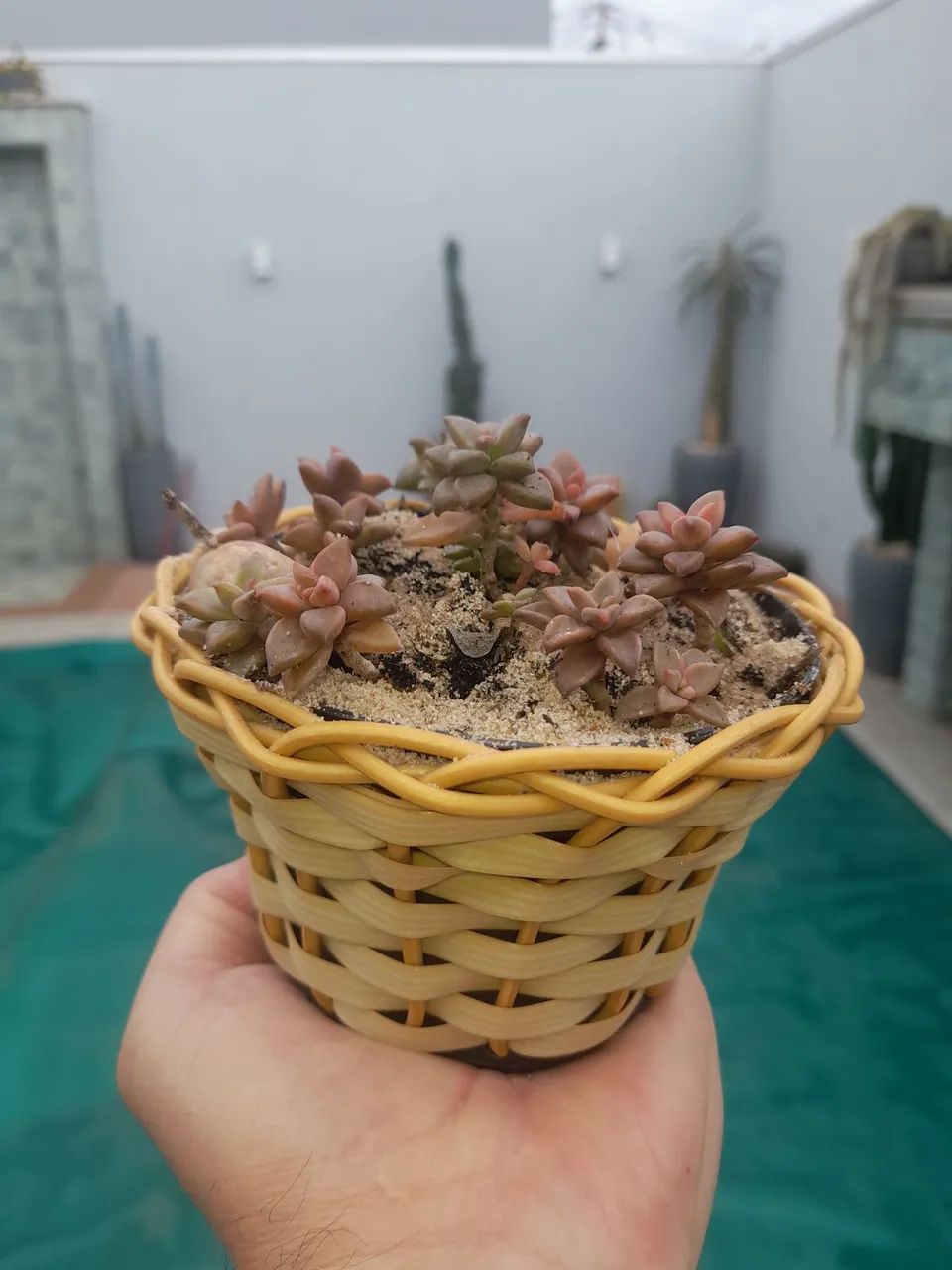 Sedum bronze - Foto 2